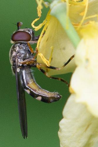 Réf. 256 148 : Platycheirus sp.