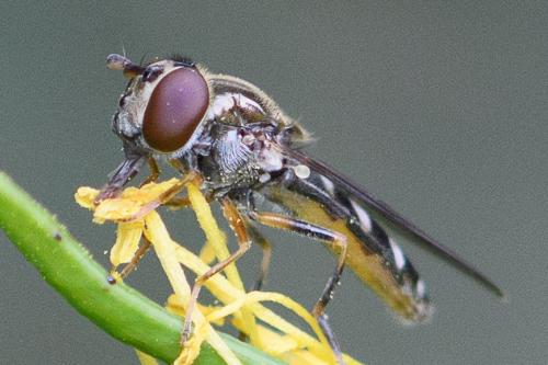 Réf. 256 226 : Platycheirus sp.