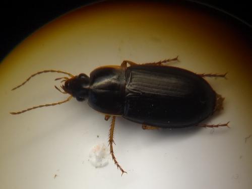 Réf. 256 959 : Calathus sp.