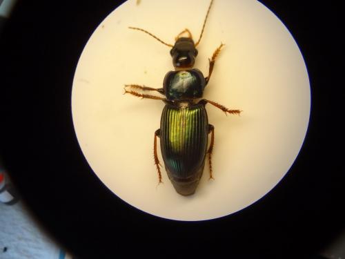 Réf. 256 966 : Harpalus honestus