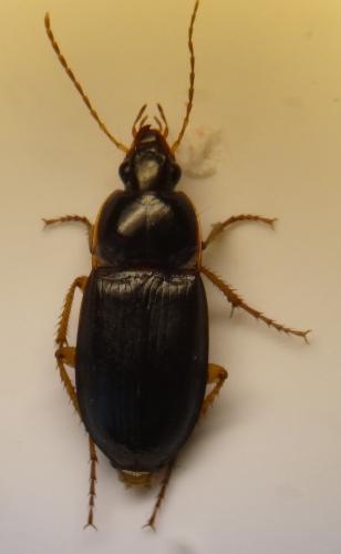 Réf. 256 979 : Calathus sp.