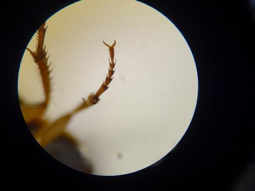 Réf. 256 986 : Calathus sp.