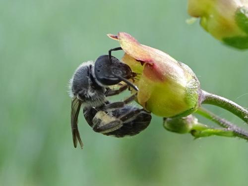 Réf. 256 285 : Lasioglossum sp.