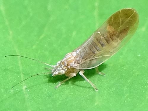 Livilla variegata