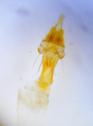 Réf. 256 763 : Elegia atrifasciella