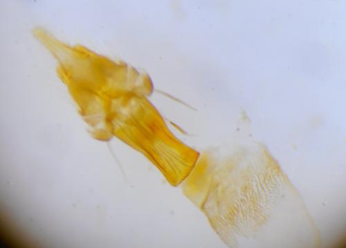 Réf. 256 749 : Elegia atrifasciella