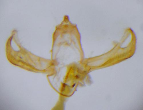 Réf. 256 995 : Blastobasis phycidella