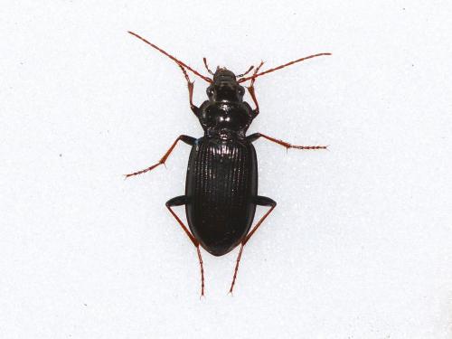 Réf. 256 850 : Nebria salina