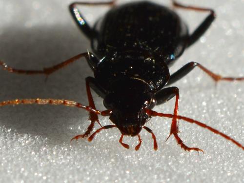 Réf. 256 851 : Nebria salina