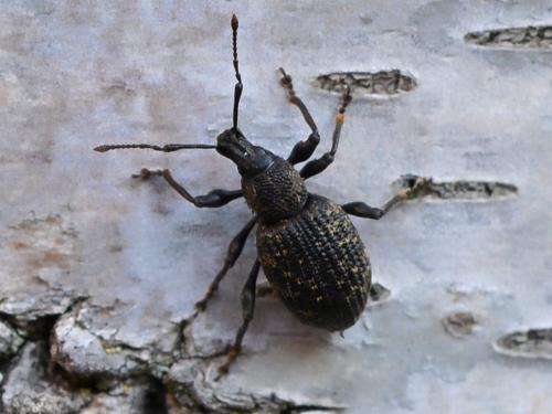 Otiorhynchus sulcatus