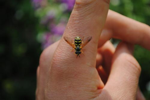 Chrysotoxum vernale
