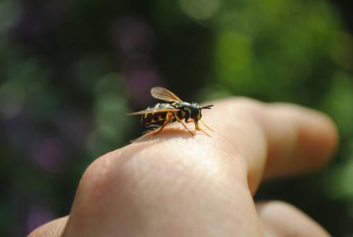 Chrysotoxum vernale