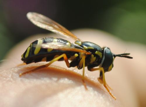 Réf. 256 926 : Chrysotoxum vernale