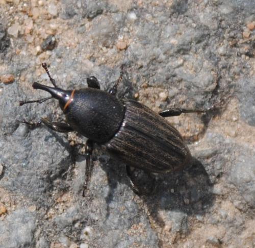 Sphenophorus sp.