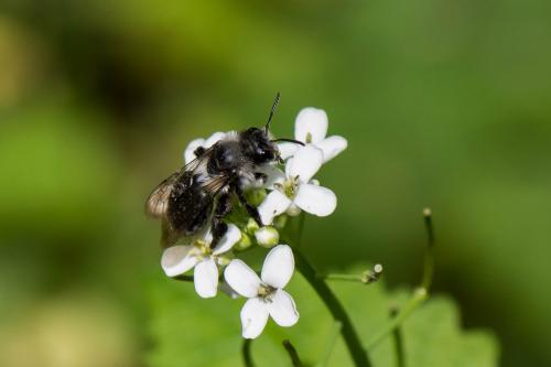 Réf. 256 747 : Andrena cineraria