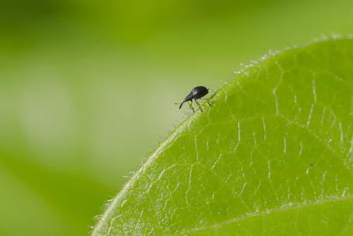 Réf. 256 697 : Protapion fulvipes