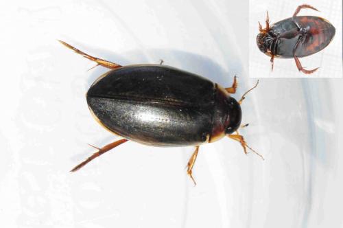 Colymbetes fuscus
