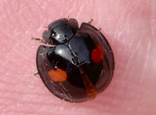 Réf. 256 470 : Chilocorus renipustulatus