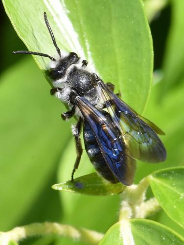 Andrena agilissima