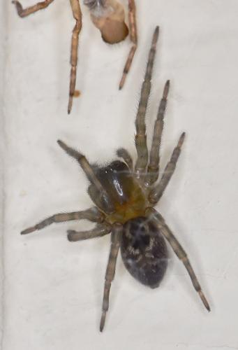 Amaurobius sp.