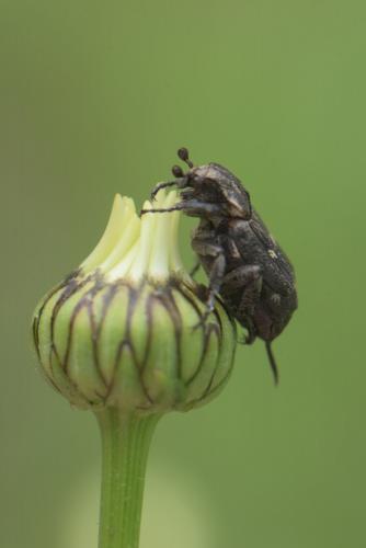 Valgus hemipterus