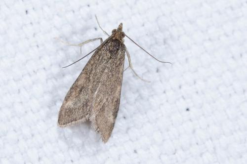Pyrausta despicata