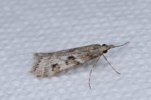 Réf. 256 166 : Eudonia angustea