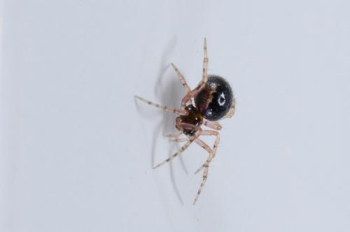 Sardinidion blackwalli
