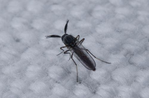 Dasyhelea sp.
