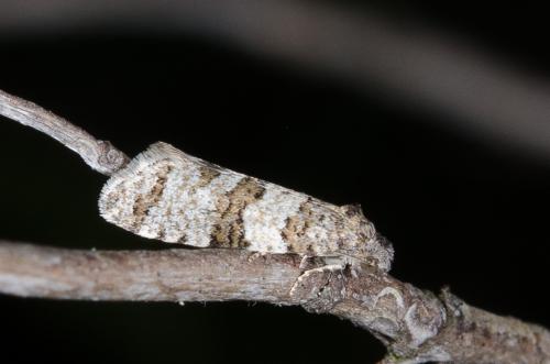 Isotrias sp.