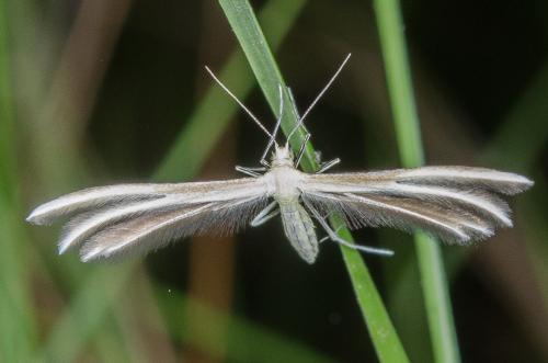 Réf. 256 528 : Merrifieldia sp.
