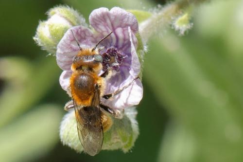 Réf. 256 029 : Hoplitis sp.