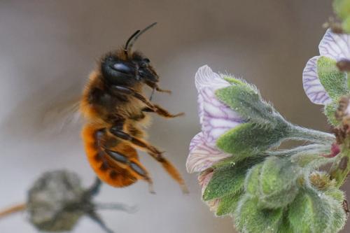 Osmia tricornis