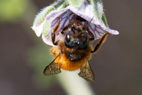 Osmia tricornis