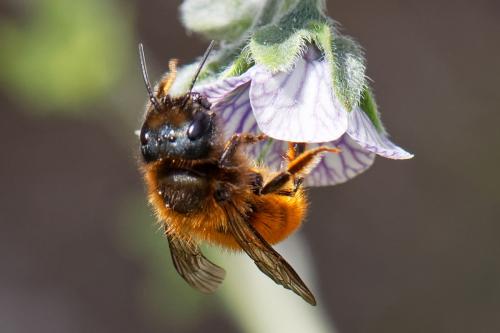 Osmia tricornis