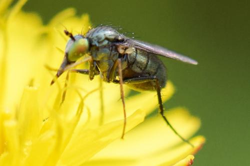 Ortochile nigrocoerulea