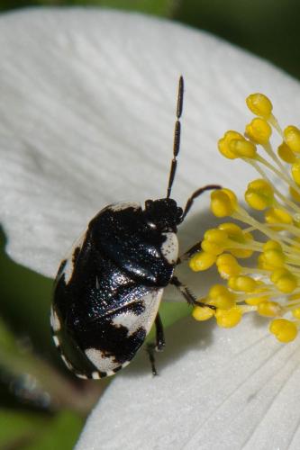 Tritomegas rotundipennis