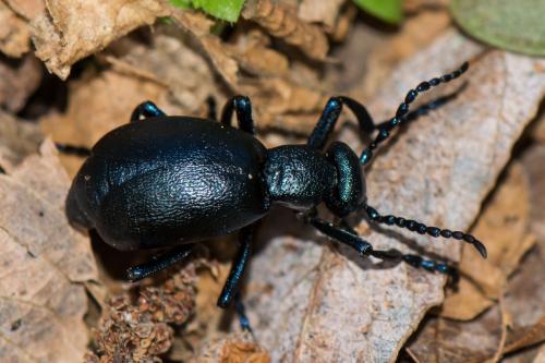 Réf. 256 473 : Meloe violaceus
