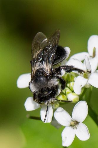 Andrena cineraria