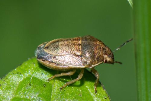 Réf. 256 793 : Neottiglossa leporina