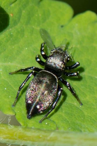 Réf. 256 844 : Heliophanus kochii