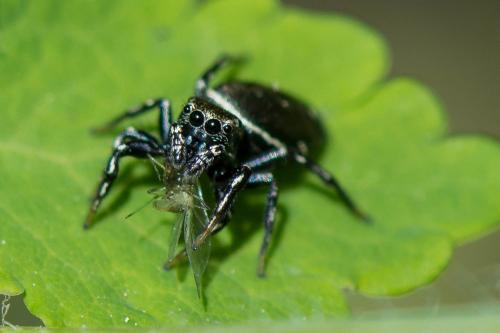 Réf. 256 845 : Heliophanus kochii
