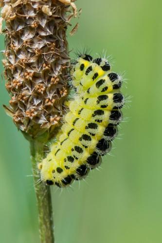 Zygaena sp.