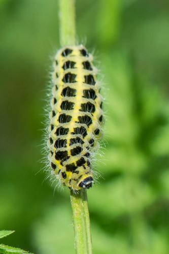 Réf. 256 881 : Zygaena sp.