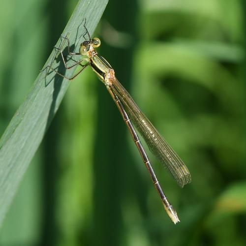 Réf. 256 267 : Lestes barbarus