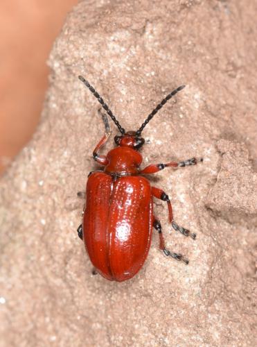 Réf. 256 961 : Lilioceris merdigera