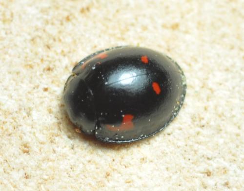 Exochomus quadripustulatus
