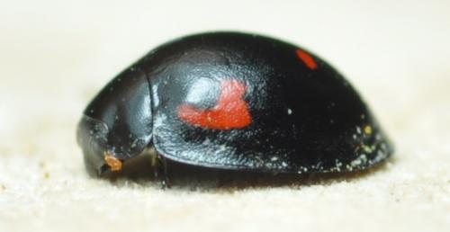 Exochomus quadripustulatus
