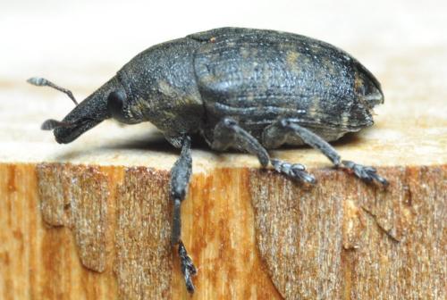 Réf. 256 724 : Larinus turbinatus