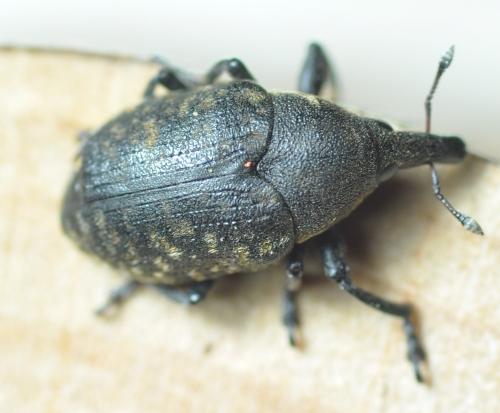 Réf. 256 723 : Larinus turbinatus